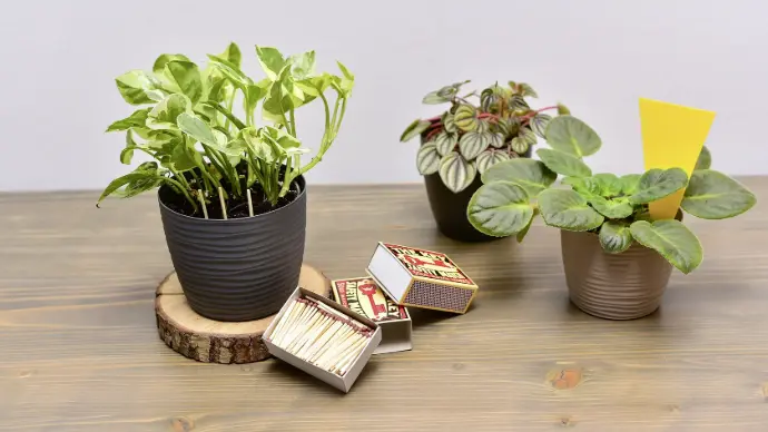 lepove dosticky v kvetinaci lepove dosticky v kvetinaci