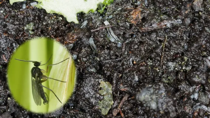 čierne mušky v kvetináči čierne mušky v kvetináči